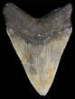 Megalodon Tooth - North Carolina #38711-2